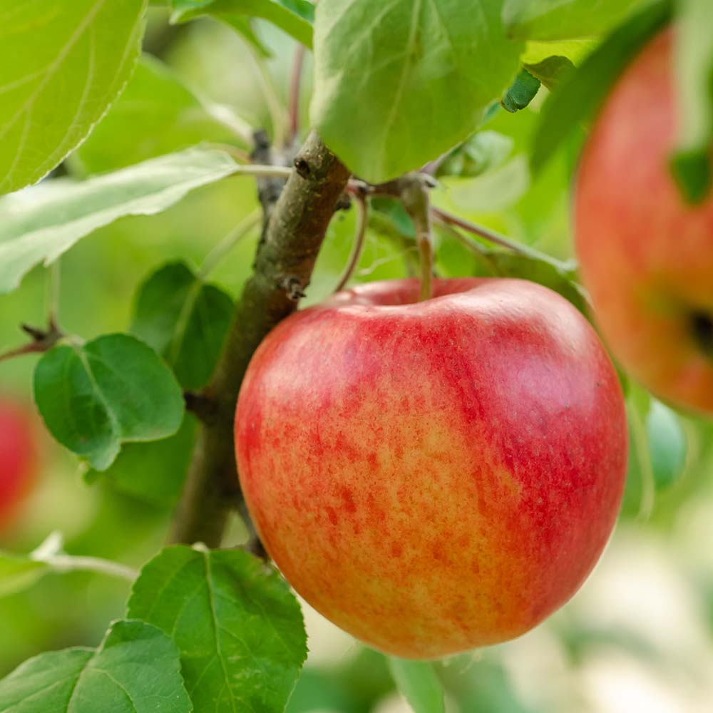 Apples - Acadian Plant Health